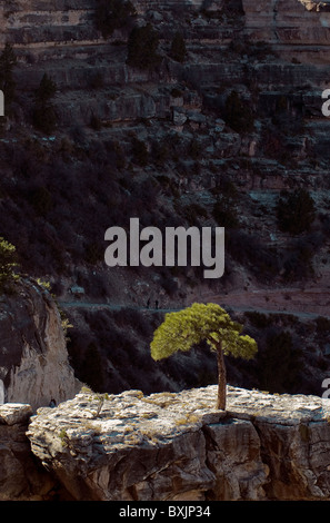 Einzigen Baum in Arizona Grand-Canyon-Nationalpark Stockfoto