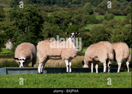 Maultier Lämmer um ein Futtertrog im Feld. Stockfoto