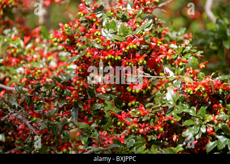 Kleinblättrige Flugzeug, Karneval Bush, Karneval Ochna, Mickey Mouse Plant, Vogels Auge Bush Ochna Serrulata, Ochnaceae, Südafrika Stockfoto