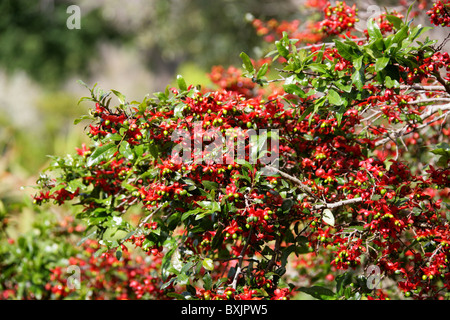 Kleinblättrige Flugzeug, Karneval Bush, Karneval Ochna, Mickey Mouse Plant, Vogels Auge Bush Ochna Serrulata, Ochnaceae, Südafrika Stockfoto