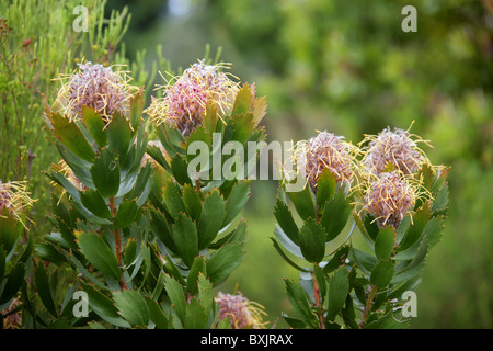 Outeniqua Pincushion Protea, Leucospermum Glabrum, Proteaceae. Western Cape, Südafrika. Berg Fynbos. Stockfoto