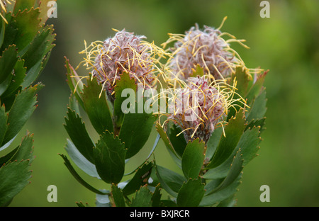 Outeniqua Pincushion Protea, Leucospermum Glabrum, Proteaceae. Western Cape, Südafrika. Berg Fynbos. Stockfoto