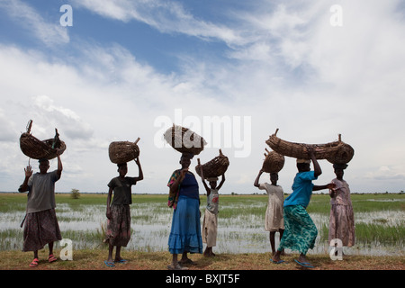 Frauen gehen mit Körben auf ihren Köpfen an den Ufern des Sees Kyoga, in der Nähe von Soroti in Uganda, Ostafrika. Stockfoto