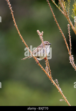 Karoo Prinia oder Spotted Prinia, Prinia Maculosa, Cisticolidae, Passeriformes. Kirstenbosch Botanical Gardens, Cape Town. Stockfoto