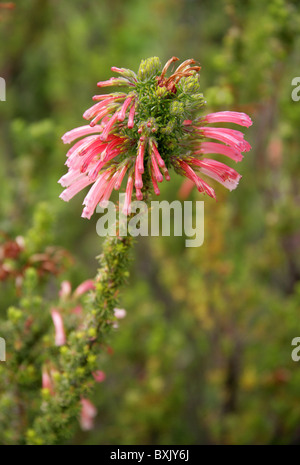 Eine afrikanische Heather, Erica Glandulosa, Ericaceae. Western Cape, Südafrika. Stockfoto