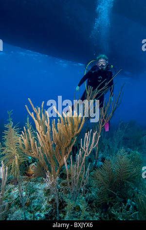 Scuba Diver Prüfung Weichkorallen unter Charter Tauchboot aus der Exumas, Bahama-Inseln Stockfoto