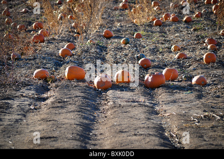 Kürbisfeld Stockfoto