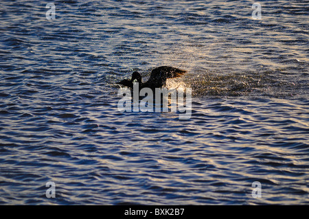 Enten im Wassersee Stockfoto