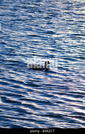 Enten im Wassersee Stockfoto
