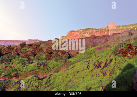 Meer-Moos bedeckt Felsen an einem Strand befindet sich in East Cork Irland Stockfoto