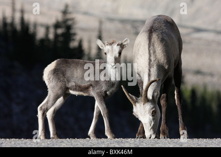 Weibliche und junge Stein Schafe Stockfoto