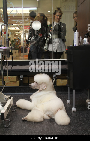 Kaufhaus Harrods bekommt einen pet spa Stockfoto