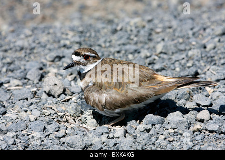 Killdeer auf ein Nest mit Eiern Stockfoto