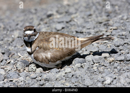 Killdeer auf ein Nest mit Eiern Stockfoto