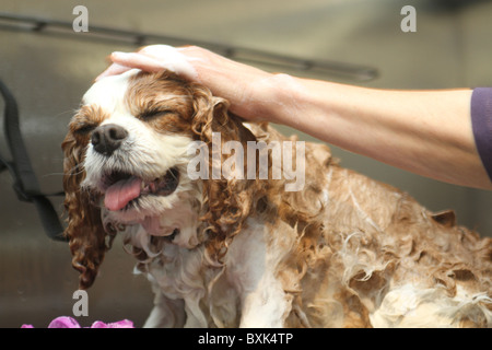 Kaufhaus Harrods bekommt einen pet spa Stockfoto