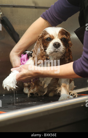 Kaufhaus Harrods bekommt einen pet spa Stockfoto