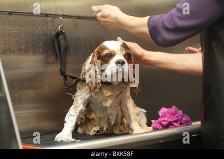 Kaufhaus Harrods bekommt einen pet spa Stockfoto