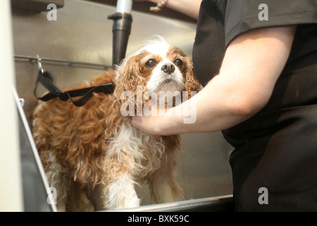 Kaufhaus Harrods bekommt einen pet spa Stockfoto