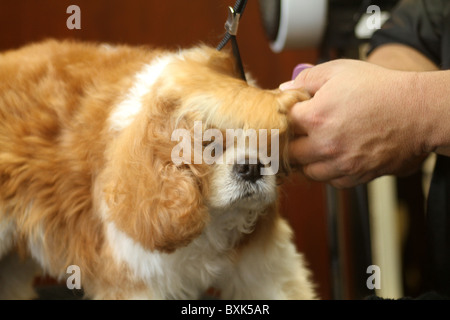 Kaufhaus Harrods bekommt einen pet spa Stockfoto