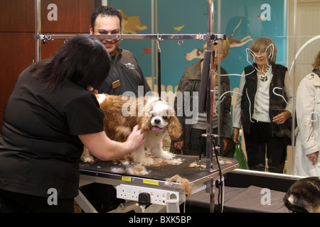 Kaufhaus Harrods bekommt einen pet spa Stockfoto