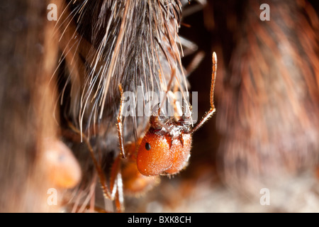 Winzige Ameise Essen einer toten Tarantel Stockfoto