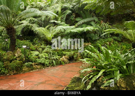 Farn-Zimmer. Lincoln Park Conservatory, Chicago. Stockfoto