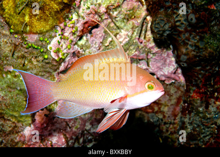 Männliche Scalefin Anthias, Pseudanthias Squamipinnis. Auch bekannt als Juwel Basslet oder Lyretail Basslet. Stockfoto