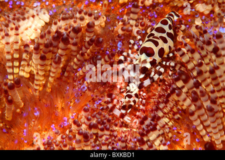 Coleman Garnelen, Periclimenes Colemani auf einem Feuer Urchin, Asthenosoma Varium. Stockfoto