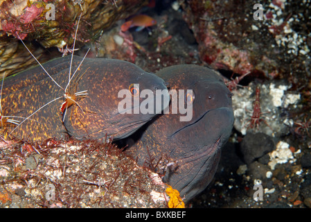 Zwei gelbgefleckte oder Yellow-Margined Moray Aale, Gymnothorax Flavimarginatus. Man wird von einem Putzergarnelen gereinigt Stockfoto