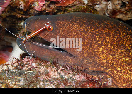 Gelbgefleckte oder Yellow-Margined Muräne Gymnothorax Flavimarginatus, gereinigt von Putzergarnelen, Lysmata Amboinensis. Stockfoto