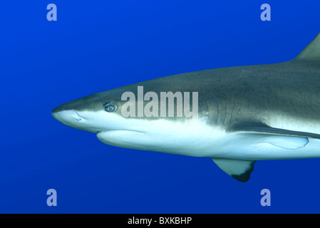 Schwarzspitzen-Riffhai Carcharhinus Melanopterus, Schwimmen vor blauem Hintergrund. Uepi, Salomonen Stockfoto