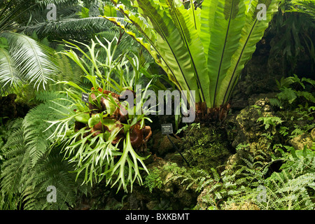 Farn-Zimmer. Lincoln Park Conservatory, Chicago. Hirschhorn und Vogels Nest Farne. Stockfoto