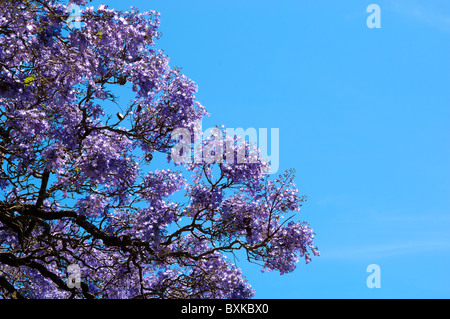 Schöne Jacaranda-Bäume in voller Blüte vor blauem Himmel Stockfoto