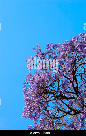 Schöne Jacaranda-Bäume in voller Blüte vor blauem Himmel Stockfoto