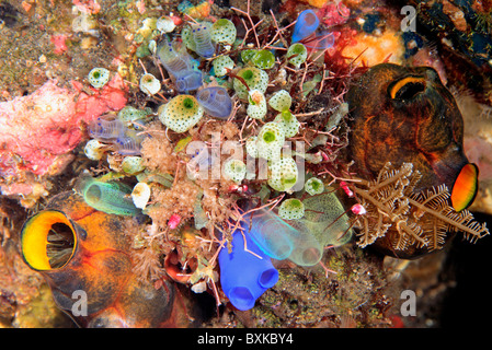 Gruppe von hellen und farbenfrohen Seescheiden, Manteltieren oder Seescheiden. Stockfoto