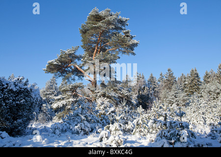 Verschneite Bäume in der Nähe von Amelinghausen, Niedersachsen, Norddeutschland Stockfoto