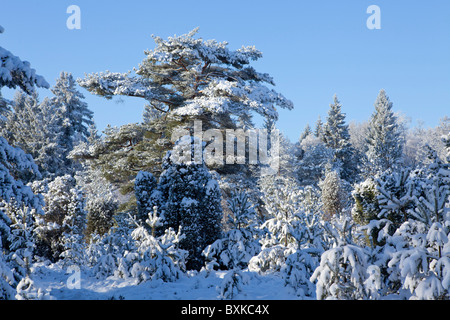 Verschneite Bäume in der Nähe von Amelinghausen, Niedersachsen, Norddeutschland Stockfoto