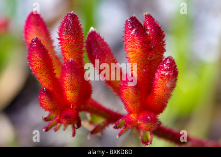 Red Kangaroo Paw Wildblumen im Leeuwin Naturaliste National Park in der Nähe von Margaret River, Western Australia. Stockfoto