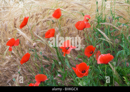 Mohnblumen In Wildblumenwiese Stockfoto