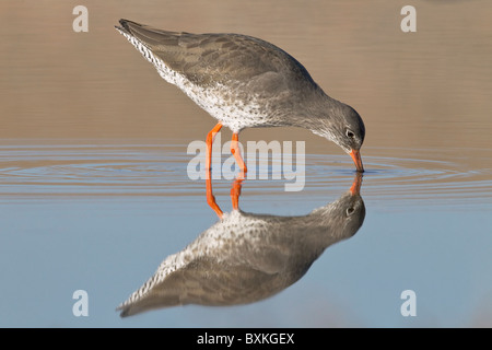 Einen Erwachsenen Rotschenkel-Angeln in einem küstennahen tidal pool Stockfoto