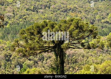 Parana Pine oder Kandelaber Baum, Araucaria Angustifolia, Nova Petropolis, Rio Grande do Sul, Brasilien Stockfoto