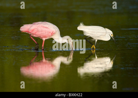 Ein Erwachsener rosige Löffler sowie ein Weißer Reiher Fischen in einer Lagune Stockfoto