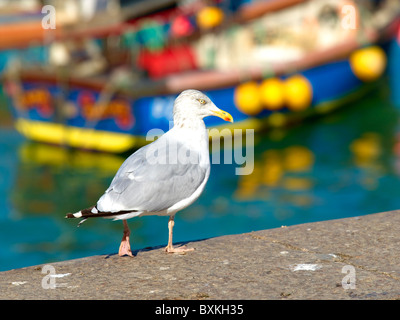 Silbermöwe rund um St. Ives Cornwall Stockfoto