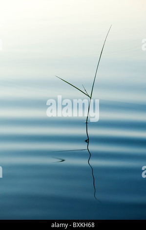 Silhouette Grass Stamm reflektiert in einem plätschernden Pool im Morgengrauen in Indien Stockfoto