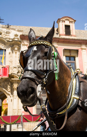 Kutsche Pferd wartet für Touristen / Profil Kopf. Vor dem erzbischöflichen Palast; Plaza del Triunfo. Sevilla Spanien. Stockfoto