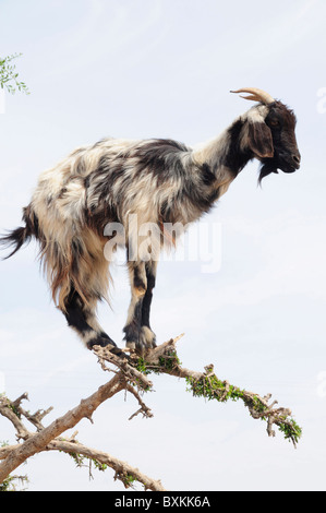Ziege in Arganbaum, Sous-Ebene Stockfoto