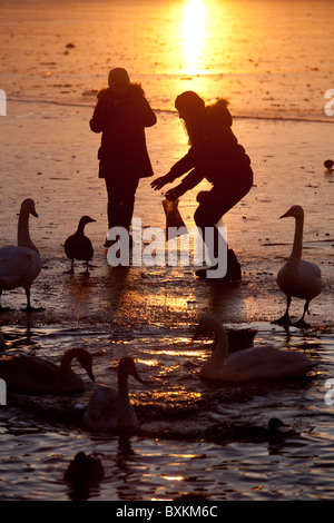 Frau Silhouette Spiel mit Enten Gänse und Schwäne auf dem zugefrorenen See der Tjörnin in zentralen Reykjavik, Island. Foto: Jeff Gilbert Stockfoto