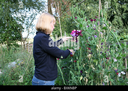 Eine Frau, die Erbse Blumenpflücken (Lathyrus man) in ihrem Garten Stockfoto