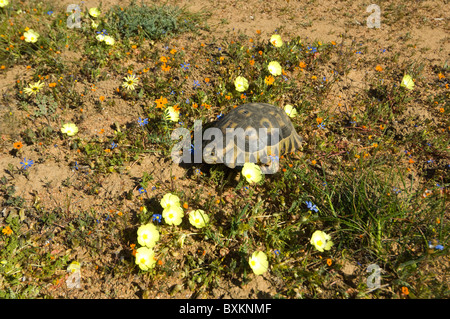 Bugspriet Schildkröte Chersina Angulata Namaqualand Northern Cape in Südafrika Stockfoto