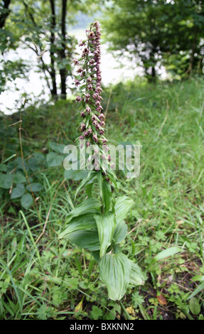 Eine Broad-leaved Helleborine (Epipactis Helleborine) Pflanze kommen gerade in Blüte Stockfoto